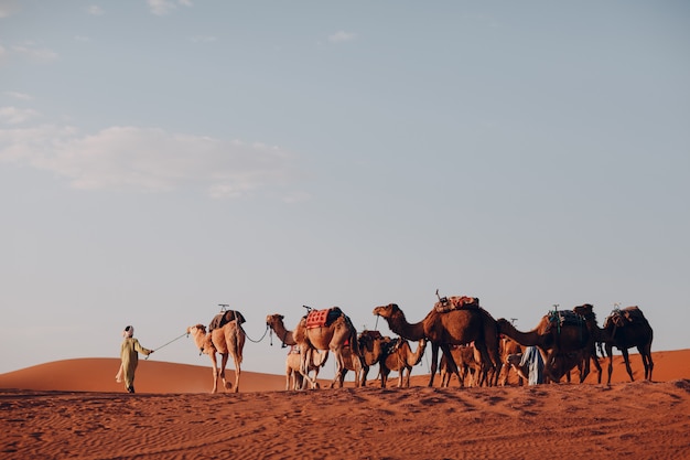 Kamele und Dirigent in der Wüstensahara. Sand und Sonne.