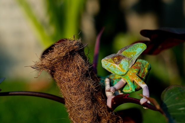 Foto kameleon mit verschwommenem hintergrund raubtier