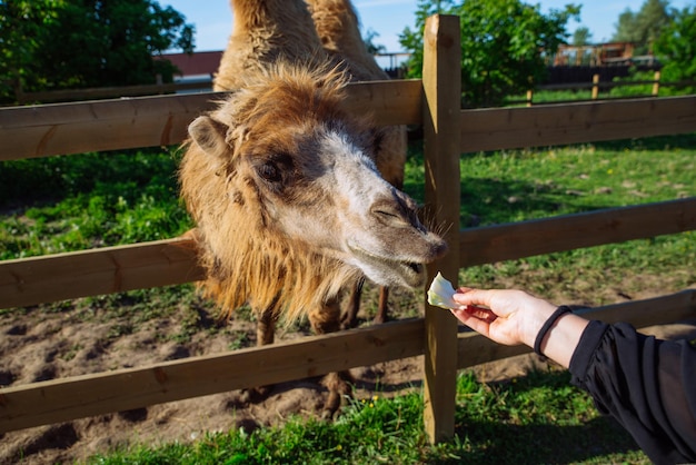 Kamelfütterungswochenende im Zoo