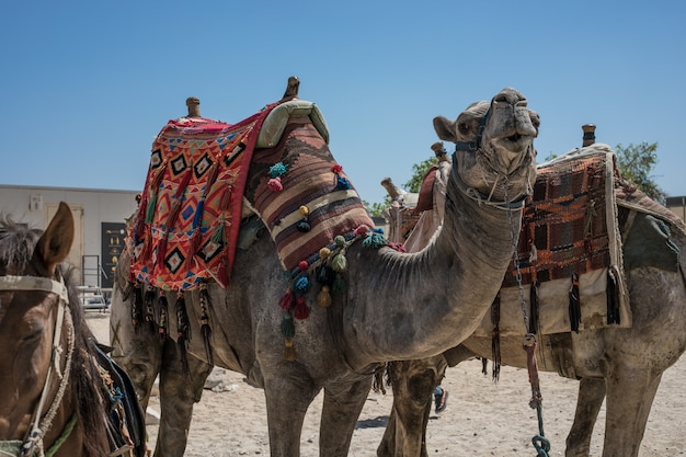 Kamelreiter in der Wüste Sahara