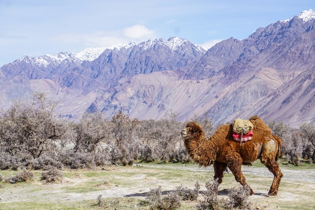 Kamelsafari in Nubra-Tal, Ladakh, Indien