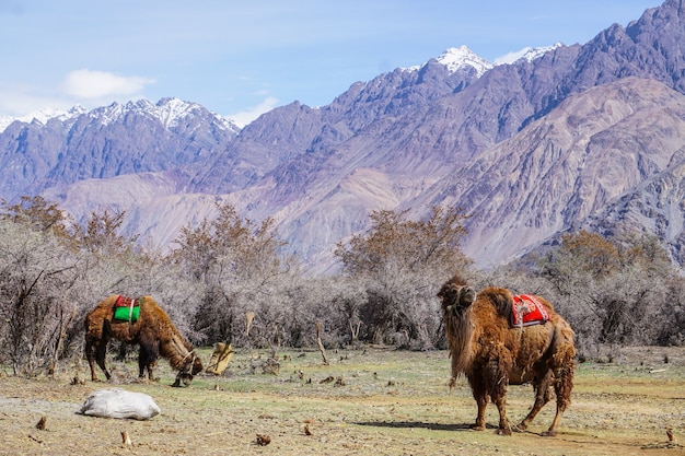 Kamelsafari in Nubra-Tal, Ladakh, Indien