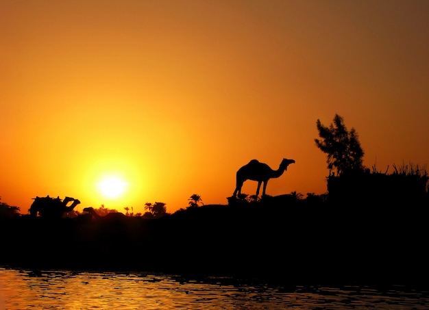 Kamelsilhouette gegen Sonnenuntergang am Nil