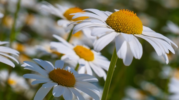 Kamille auf dem Feld im Sommer auf Natur