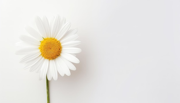 Kamille auf weißer Hintergrundnahaufnahmeblume