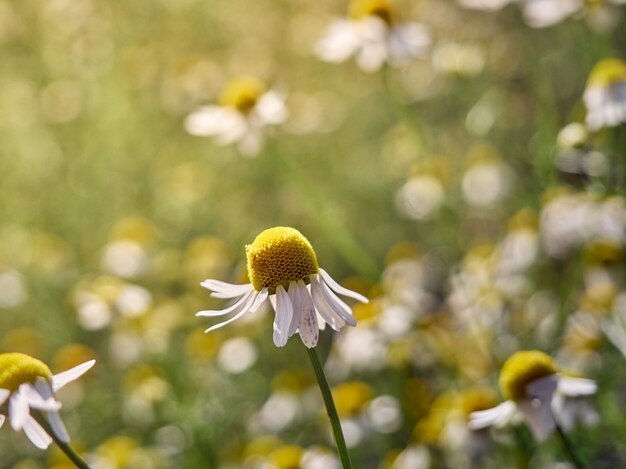 Kamille blüht im Garten