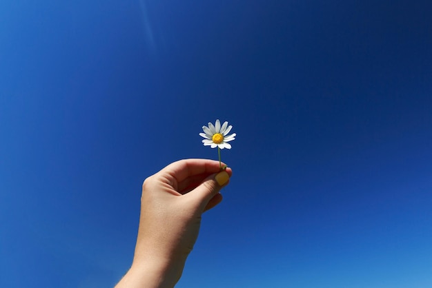 Kamille-Blume auf einem Hintergrund des blauen Himmels Sonniger Tag kopieren Raum