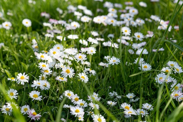 Kamille Blumenfeld Kamille in der Natur Bereich der Kamillen am sonnigen Tag in der Natur Kamille Gänseblümchen Blumen im Sommertag Kamille Blumen Feld breiten Hintergrund im Sonnenlicht