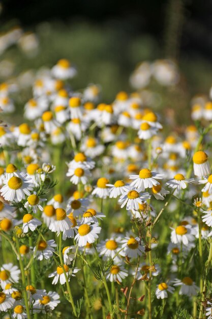 Kamille Blumenfeld Kamille in der Natur Feld der Kamillen am sonnigen Tag in der Natur