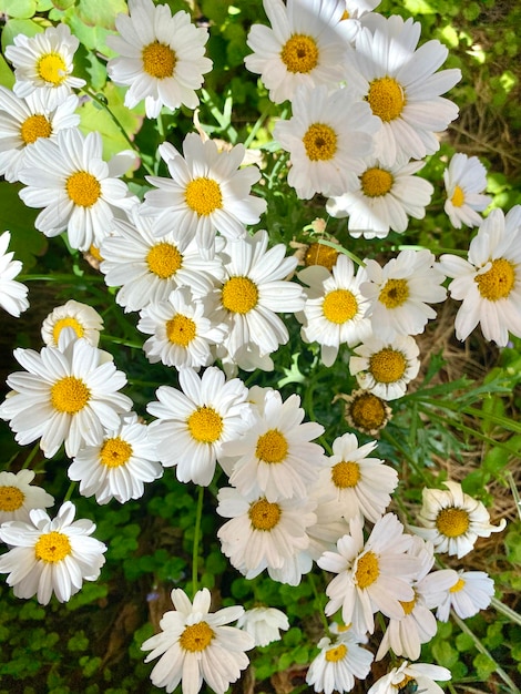 Kamille-Hintergrund. Blumen am Sommertag