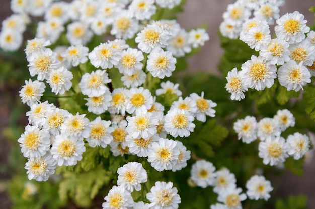 Kamille im Garten mit verschwommenen gleichen Blumen im Hintergrund.