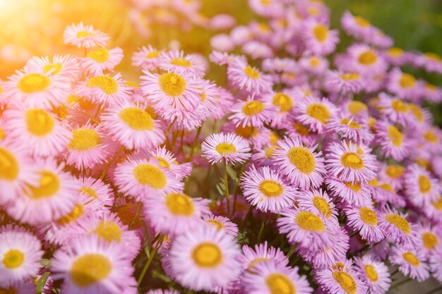 Kamille im Sommergarten. Fotografie magische Blume auf unscharfem Hintergrund