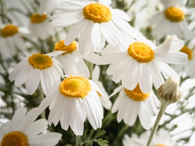 Kamille Matricaria chamomilla L Nural Blumenhintergrund von weißen Blumen