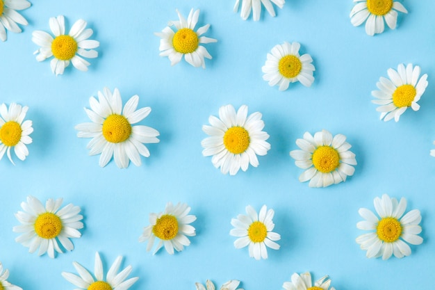 Kamille. Medizinische kleine Kamillenblüten auf einem sanften hellblauen Hintergrund. Hintergrund von Blumen. Ansicht von oben