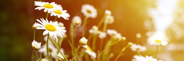 Kamille oder Daisy White Flower Bush in voller Blüte auf einem Hintergrund von grünen Blättern und Gras