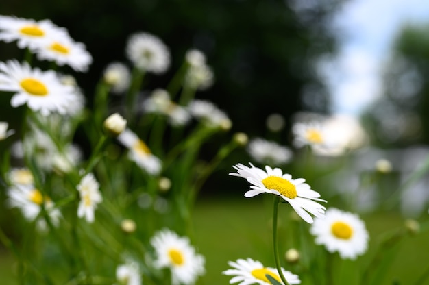 Kamille oder Gänseblümchen in voller Blüte auf einer Oberfläche aus grünen Blättern und Gras