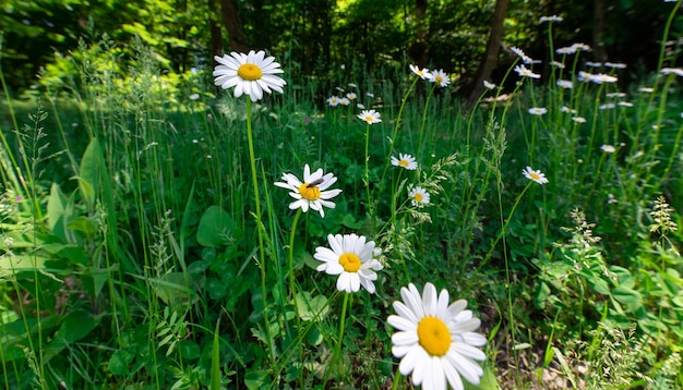 Kamille oder Kamille Blüten