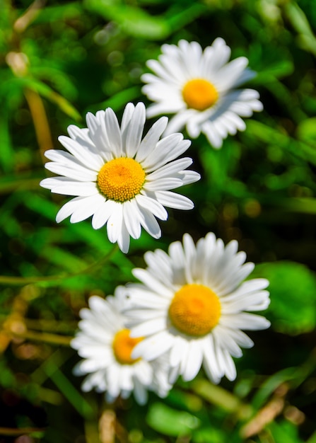 Kamille oder Kamille wächst im Garten.