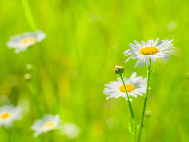 Kamille Wildblumen auf einer Oberfläche von grünem Gras an einem sonnigen Sommertag