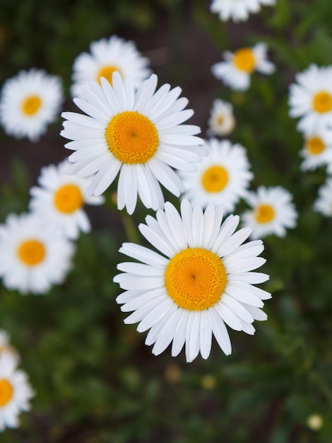 Kamilleknospen im Garten mit verschwommenen gleichen Blumen im Hintergrund. Geringe Schärfentiefe.