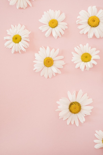 Kamillen-Gänseblümchen-Blütenknospen auf pastellfarbenem, elegantem rosafarbenem Hintergrund Flache Ansicht von oben minimale florale Komposition