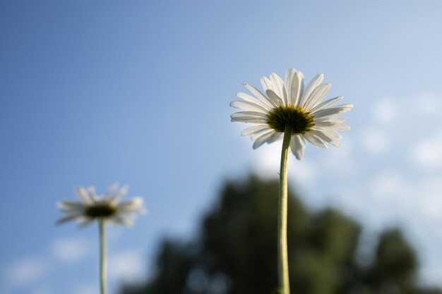 Kamillenblüte auf dem Hintergrund des blauen Himmels