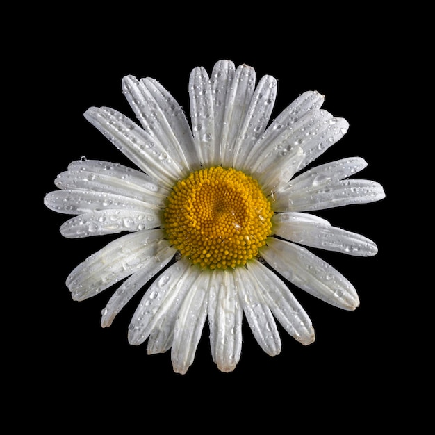 Kamillenblüte in Wassertropfen auf schwarzem Hintergrund