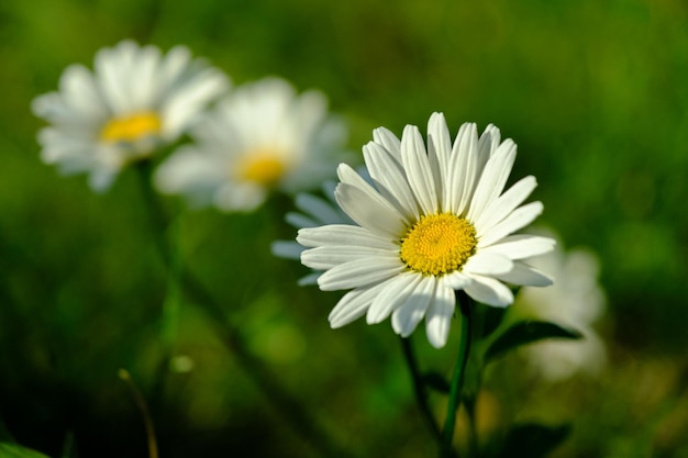 Kamillenblüte mit selektivem Fokus, Frühlingssommerkonzept, Nahaufnahme