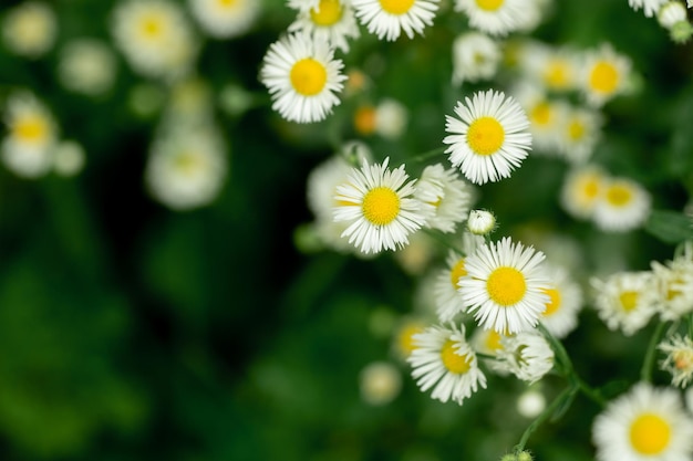 Kamillenblüten Apotheker klein auf grünem, verschwommenem Hintergrund Sommer Makro Tapete Medizin pl