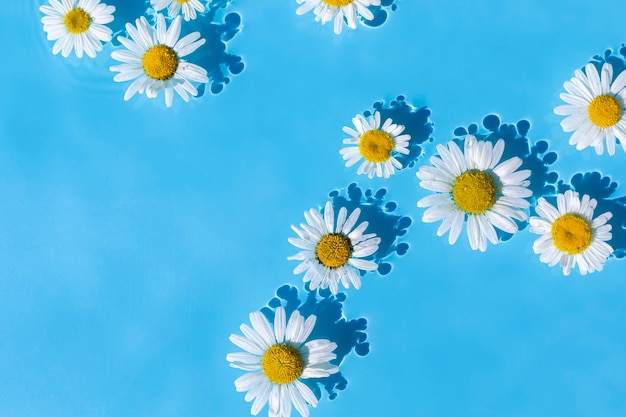 Kamillenblüten auf blauem Wasserhintergrund. Ansicht von oben, flach.