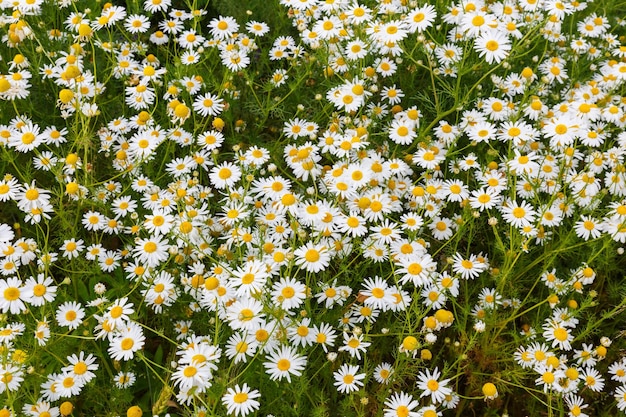 Kamillenblüten auf dem Feld