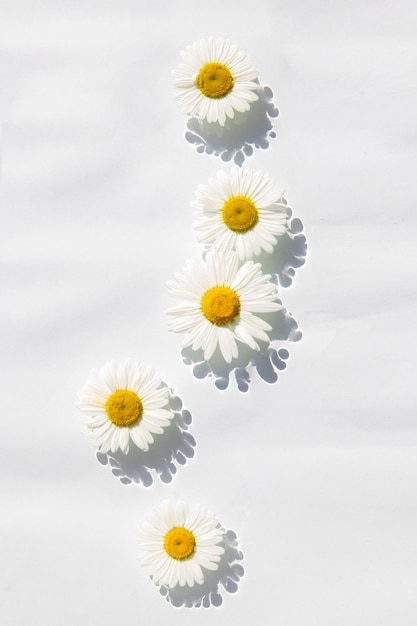 Kamillenblüten, die auf dem Wasser schwimmen Draufsicht flach gelegt