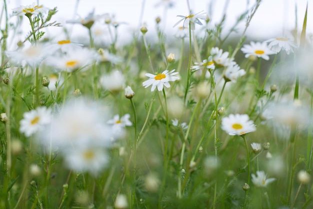 Kamillenblüten, die auf der Wiese wachsen