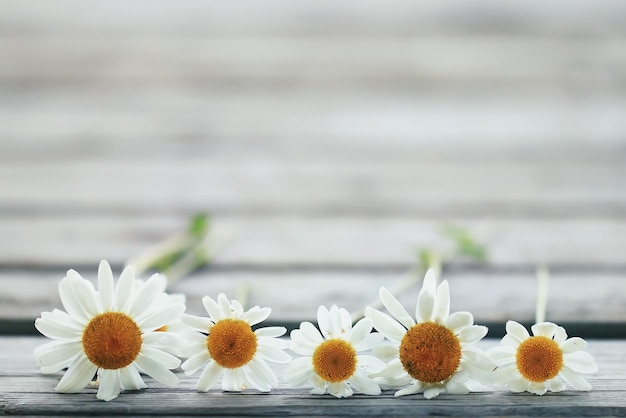 Kamillenblüten hölzerner Sommerhintergrund