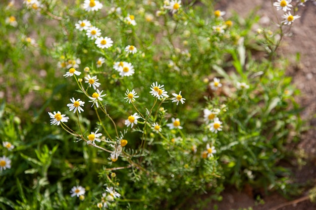 Kamillenblüten im Frühlingsbild mit selektivem Fokus