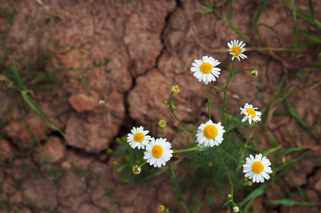 Kamillenblüten im trockenen rissigen Boden mit Draufsicht