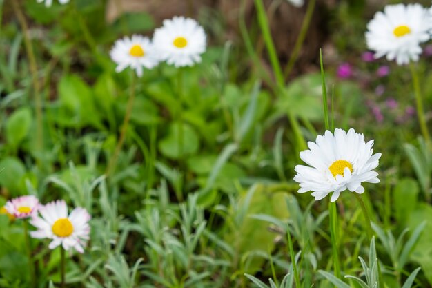 Kamillenblüten in einem Garten