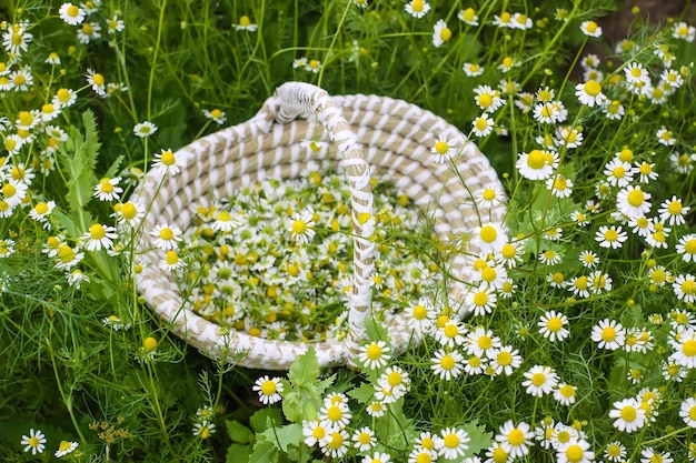 Kamillenblüten in einem Korb im Freien Heilpflanzen in der Blütezeit