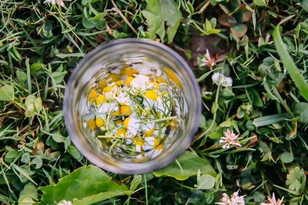 Kamillenblüten in einer transparenten Tasse