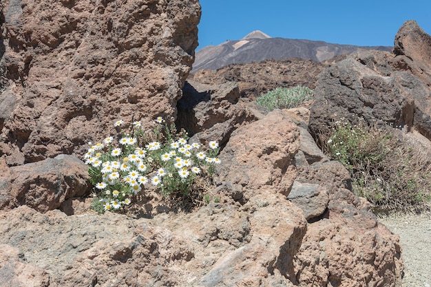 Foto kamillenblüten wachsen zwischen den felsen vor dem verschwommenen hintergrund des teide-vulkans