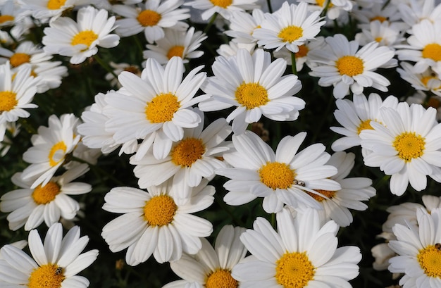 Kamillenblütenhintergrund Blumenbeet von Gänseblümchen selektiver Fokus