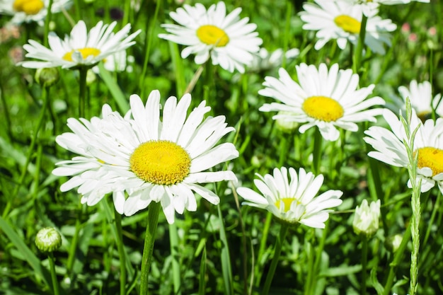 Kamillenblumen im Garten. Sommerblumen