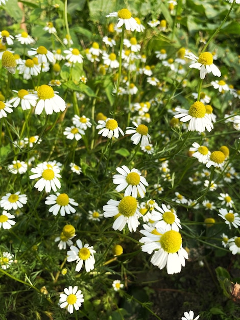 Kamillenblumenfeld am sonnigen Tag in der Natur