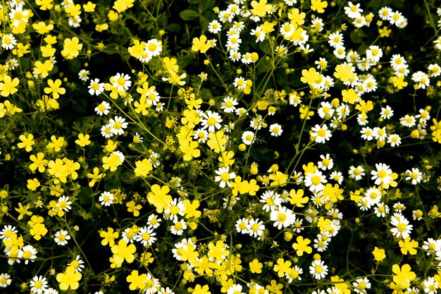 Kamillenblumenfeld an einem schönen sonnigen Tag