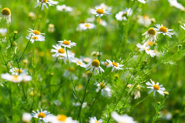 Kamillenblumenfeld Eine schöne natürliche Szene mit blühenden medizinischen Blumen Sommerhintergrund