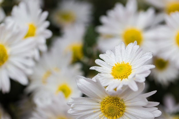 Kamillenblumenfeldhintergrund mit Tropfen des Taus.