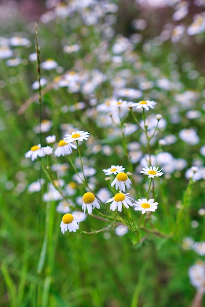 Kamillenblumenwiese im Frühling