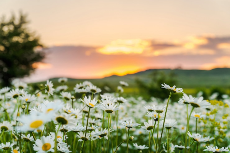 Foto kamillenfeld bei sonnenuntergang