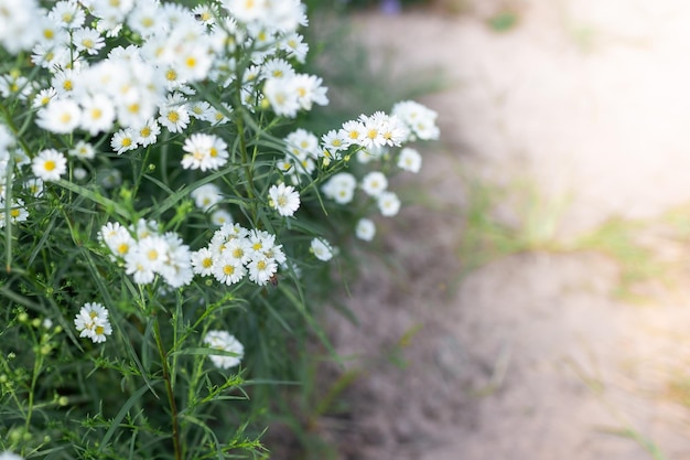 Kamillenfeldblume weiß