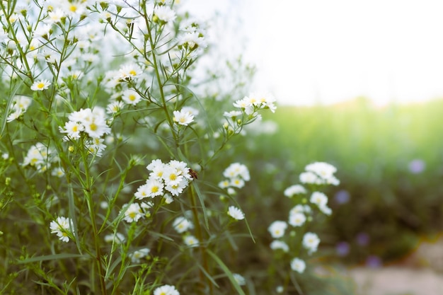 Kamillenfeldblume weiß